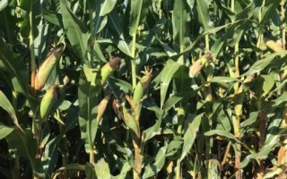 卓玉6号玉米种子简介，生育期124.5天