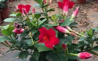 飘香藤的花语，寓意难忘爱情、充满生机等