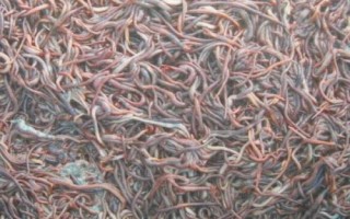 蚯蚓的养殖方法，是最常见的环节动物之一