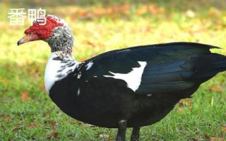 鸭有哪些品种，包括高邮鸭、北京鸭、绍兴鸭等种类