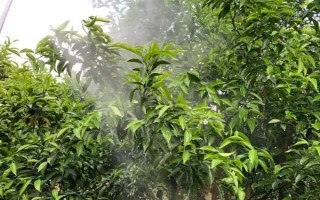 为沙糖桔保花保果的方法，剪除生长不良的枝叶能让花朵和果实吸收更多养分