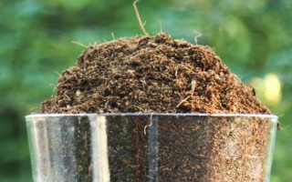 观音竹的繁殖方法，一般以扦插为主