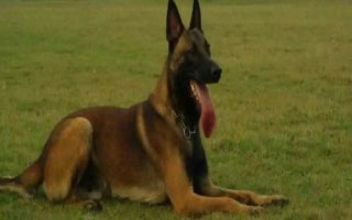 马犬为什么不适合家养，容易咬人不适合作为宠物