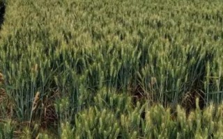 临麦39号小麦种简介,适宜播种期3月上旬