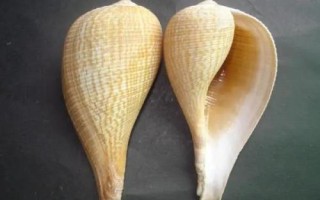 大枇杷螺的产地，产地在东亚、日本南部、台湾