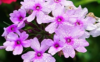 美女樱如何养殖，夏季应注意浇水