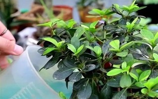 杜鹃花花朵掉了的原因，可能是自然凋谢或温度不适所致