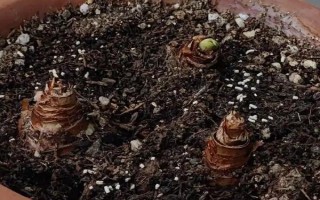 水仙何时种植，9-10月份比较合适