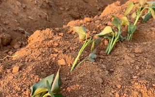 红薯苗怎么栽种，采取斜插法、直栽法、压藤插秧法