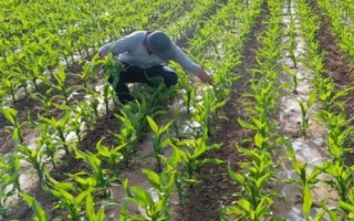 田润189玉米品种的特性，生育期春季平均110天