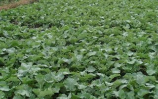 如何防治油菜白叶，首先应选择抗病品种