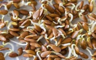 甜瓜种子能直接种吗，新鲜瓜里取的需要清洗晾晒后才行