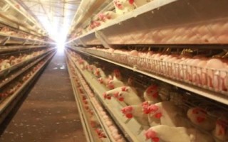 冬季蛋鸡饲养注意事项，这四点尤其重要