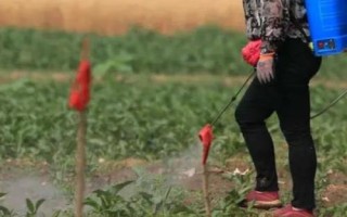 鱼蛋白不能与什么肥料混用，目前还未发现不可混用的肥料