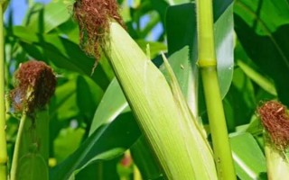 张玉1355玉米种子特征特性,种植密度3500株/亩左右