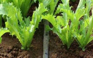 苦菊的种植技术，通常每亩用种2公斤左右