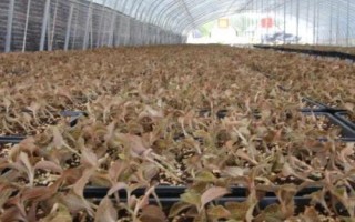 种植金线莲的前景,目前来看前景比较广阔