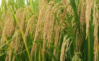 玺农866水稻种子介绍，生育期136天