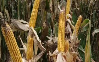 新玉84号玉米品种简介,前期注意防治地老虎等地下害虫