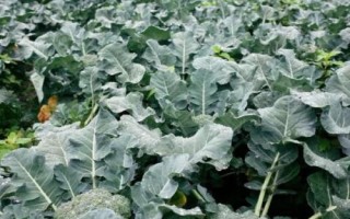 种植西兰花的前景，目前来看前景比较乐观