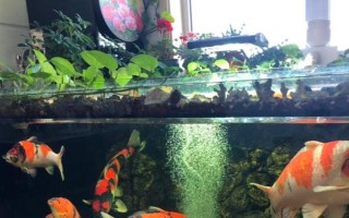 养锦鲤的鱼缸养什么植物好，可以养苦草、卷叶龙须草等