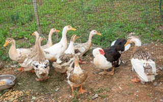 为什么白条鸭那么便宜，因为其是速成鸭