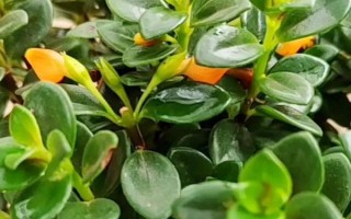 金鱼吊兰能不能喷水，喷水可以促进其生长发育