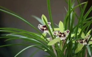 兰花如何养殖，在生长期每隔1周施加一次稀薄的液肥