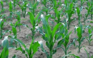 科河16玉米种子特点,高抗茎腐病(0%hr)