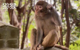 食蟹猴可以个人养殖出售吗，为国家二级重点保护野生动物