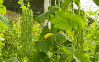 无土栽培蔬菜有哪些，常见的有番茄、苦瓜等