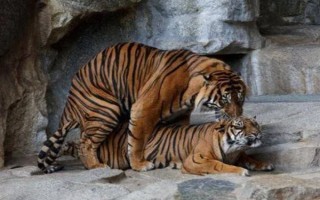 老虎的繁殖期，一般是11月份至翌年2月份左右