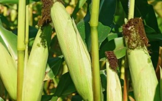滑玉698玉米种简介,从播种出苗到采收需要100.5天