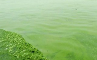 为什么夜间杀蓝藻，因为在夜间蓝藻大量爆发会造成池底缺氧