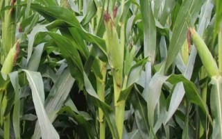 滑玉11玉米种子介绍，充分发挥该品种的高产潜力