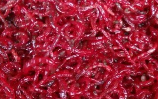 红虫的养殖技术,养殖期间要根据气温和水温调节水位