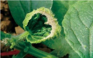 冬季蔬菜缺钙如何防治，不宜一次用肥过多