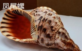 鹦鹉螺是海螺吗，是头足纲软体动物不是海螺