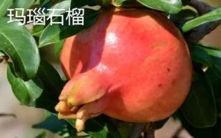 石榴常见种植品种，以下5种可参考