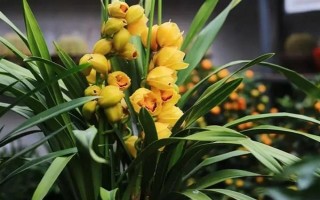 惠兰的养殖方法，按照不干不浇、浇则浇透的原则提供水分