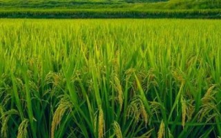 中晚稻搁田控蘖的方法,无效分蘖期至穗分化初期可开沟排水
