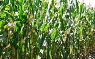 镇玉101玉米种子简介，播种量为2公斤/亩