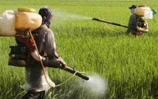怎么打药效果好，20℃-30℃打药更有效