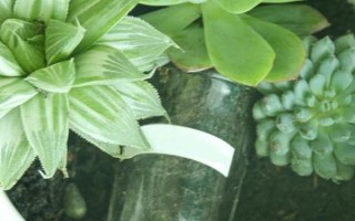 让水晶掌的叶片变得透明光亮的方法，平时要提供充足的水分