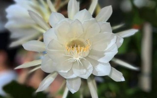 昙花的开花时间与什么有关，开花时间与气候有关