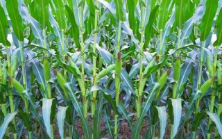 华硕807玉米种子特征特性,适合中等肥力以上地块种植