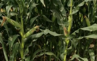 中河玉666玉米品种的特性,4月中下旬播种
