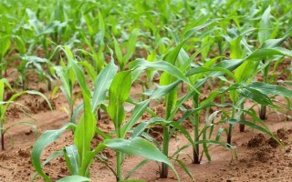 粘玉米的田间管理方法,在4-5片叶时开始定苗