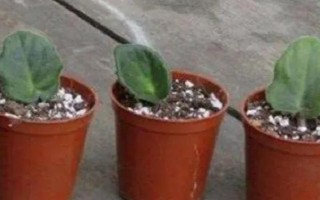 紫罗兰能用叶片繁殖吗，可以叶插