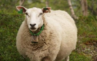 羊会不会游泳，本身带有浮力会游泳